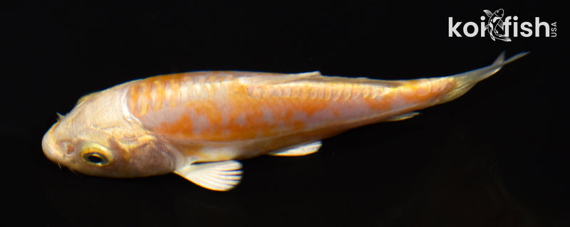 3.75" KIKUSUI