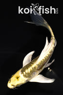 5.25" KIN KIKOKURYU BUTTERFLY