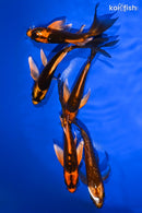 PACK OF (5) 5.25-5.5" BUTTERFLY KOI