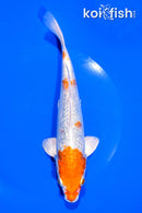 7.5" GINRIN HARIWAKE