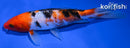 7.5" SANKE