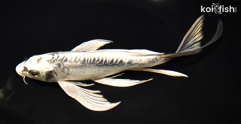 9.25" KIKOKURYU BUTTERFLY