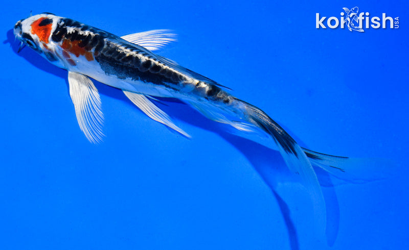 5.5" BENI KIKOKURYU BUTTERFLY