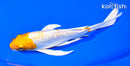 7" GINRIN HARIWAKE BUTTERFLY