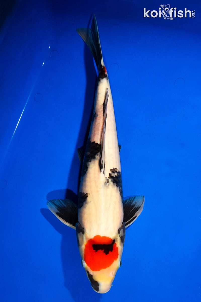 17.25" TANCHO SHOWA