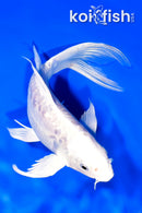 8" ARAGOKE PLATINUM OGON BUTTERFLY