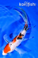 7" GINRIN SANKE BUTTERFLY