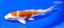 7" KIKUSUI