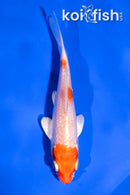 4" HARIWAKE