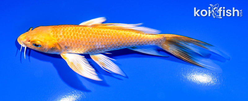 5.75" YAMABUKI OGON BUTTERFLY