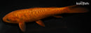 6.75" DOITSU CHAGOI