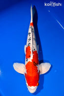 14.75" YAMATO NISHIKI