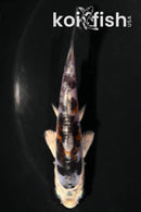 4.5" BENI KIKOKURYU