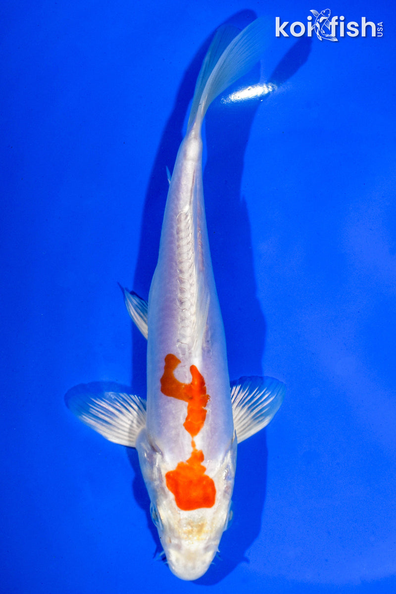 7" KIKUSUI