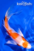 6" HARIWAKE BUTTERFLY