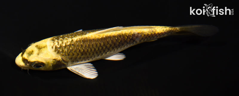 5.5" KI MATSUBA