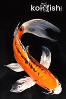 8" DOITSU ORENJI MATSUBA BUTTERFLY
