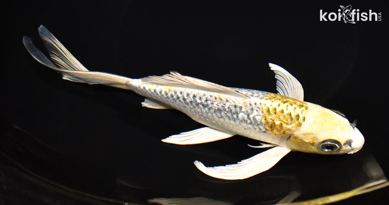 8.5" GINRIN KUJAKU BUTTERFLY