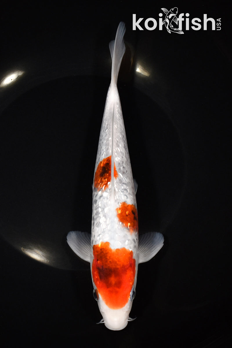 8.75" GINRIN GOROMO