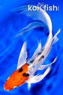 8.25" ARAGOKE HEISEI NISHIKI BUTTERFLY