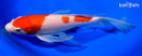 9.5" KOHAKU BUTTERFLY