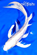 9" DOITSU PLATINUM OGON BUTTERFLY