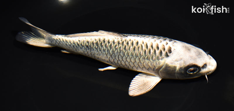 7.25" GINGA