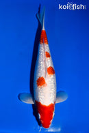 12.25" GINRIN GODAN KOHAKU