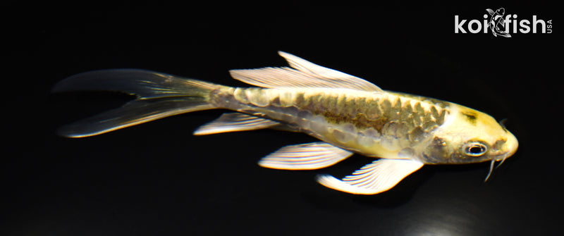 5.25" KIN KIKOKURYU BUTTERFLY