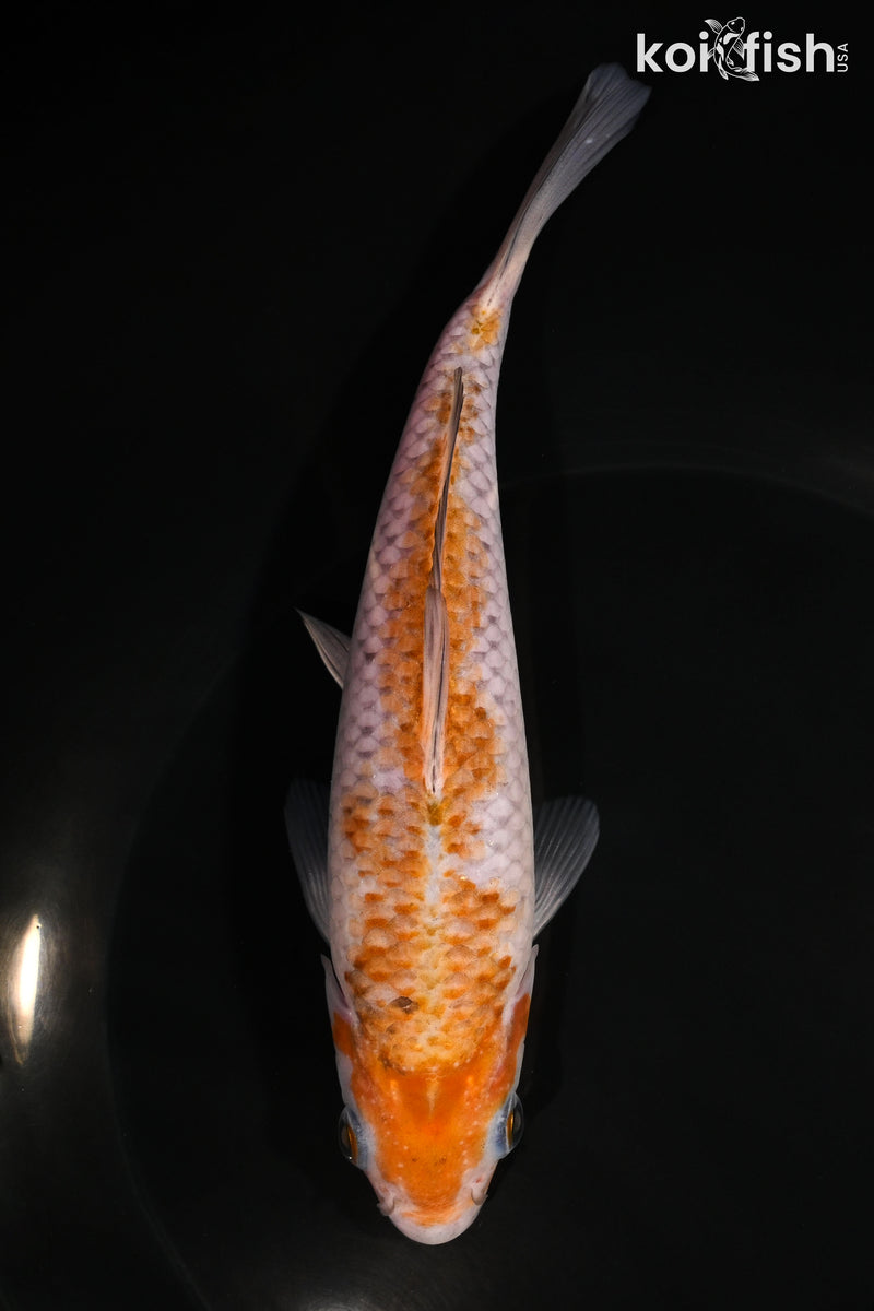 6.5" OCHIBA SHIGURE