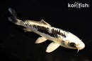 6.25" ARAGOKE KIKOKURYU
