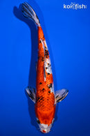 11" GINRIN YAMATO NISHIKI