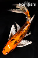 10" ARAGOKE BENI KIKOKURYU BUTTERFLY