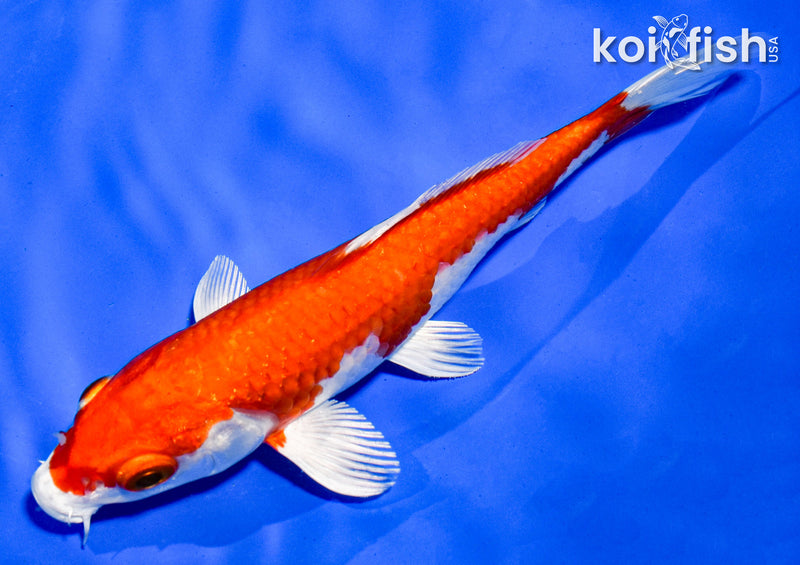 5.5" HARIWAKE