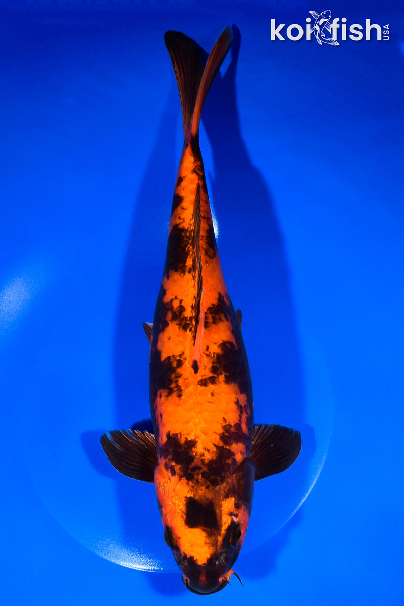 11.5" HI UTSURI