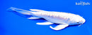 8" ARAGOKE PLATINUM OGON BUTTERFLY