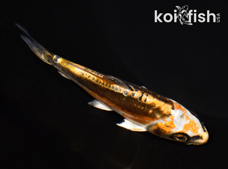 4.5" KIN KIKOKURYU