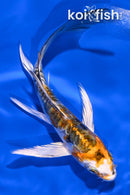 5.25" HEISEI NISHIKI BUTTERFLY