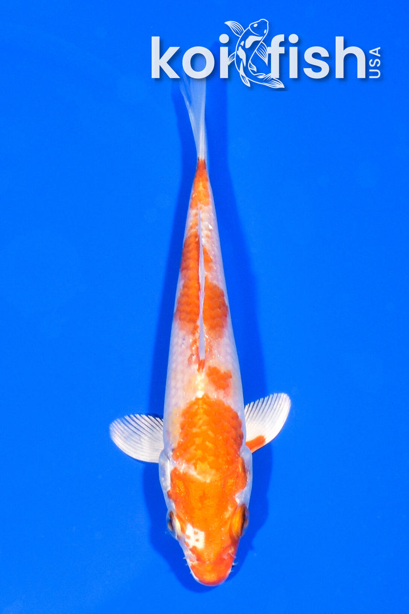 5" HARIWAKE