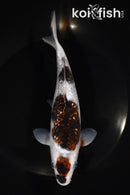 6.75" GINRIN BUDO GOROMO