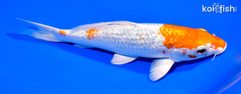 7.5" GINRIN HARIWAKE
