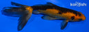 4.25 WATONAI GOLDFISH