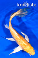 8" HARIWAKE BUTTERFLY