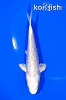 5.5" GINRIN PLATINUM OGON