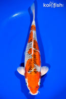 13.5" KUJAKU