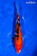 7.25" SANKE