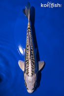 6" KIKOKURYU