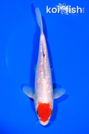 7" GINRIN TANCHO KOHAKU