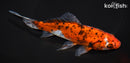 6.75" SHUBUNKIN GOLDFISH