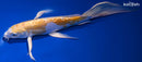 9.5" DOITSU LEMON HARIWAKE BUTTERFLY
